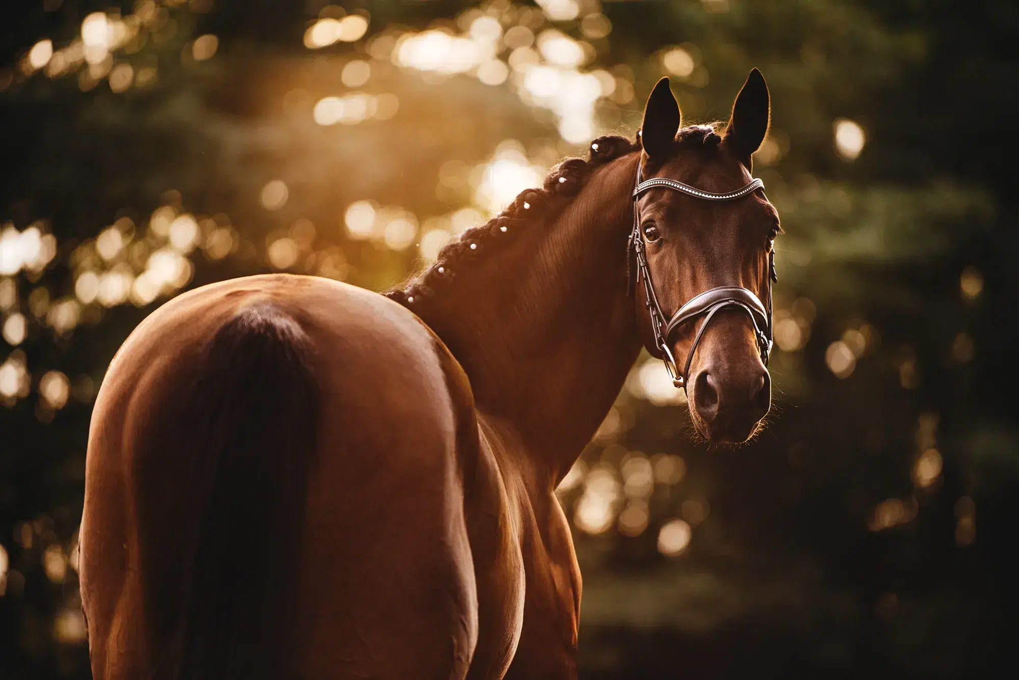 Warmblut_Wallach_Brauner_Zaumzeug_Pferdefoto_Pferdeportrait_Pferdefotografie_Pferdefotograf_Pferdefotografin_schoene-Pferdefotos_Pferdefotograf-Oesterreich Kopie