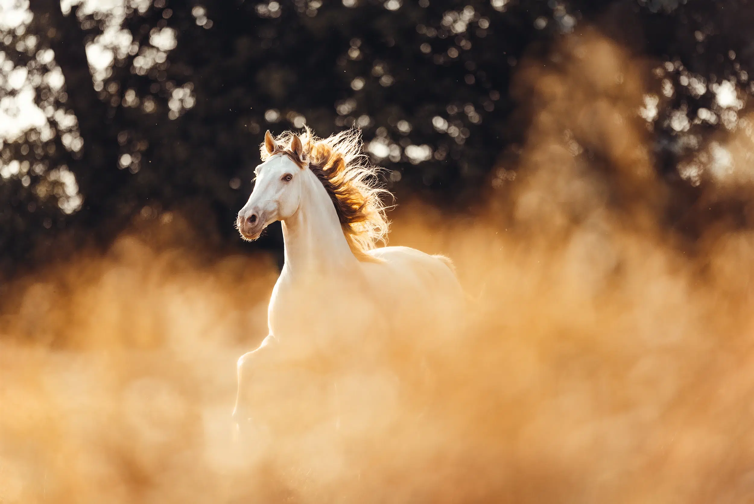 Lusitano_Cremello_Perlino_PRE_Spanier_Wallach_Hengst_Galopp_Freilauf_Koppel_Fotografie_Pferdefotografie