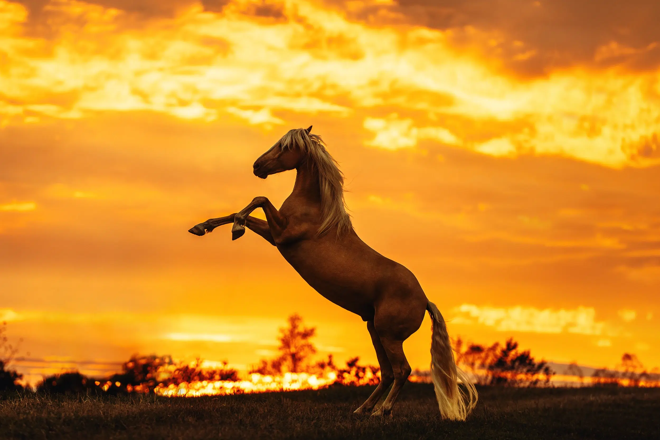 Pferd_Steigt_Mustang_MorganHorse_Falbe_Palomino_Sonnenuntergang_Pferdefotoshooting_Pferdefotografie