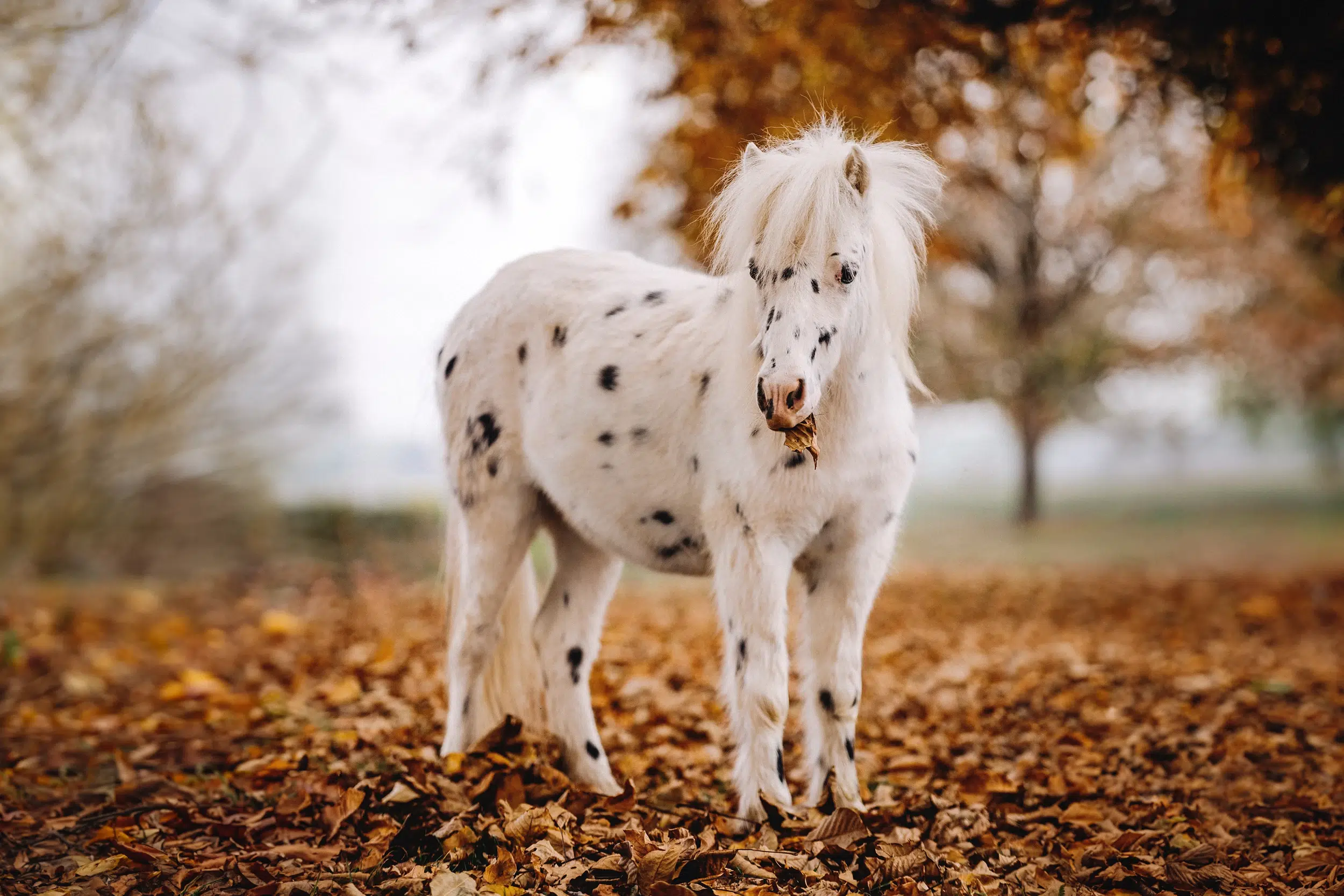 Pony_Minipony_Falabella_Shetty_Shetlandpony_Punktepony_Anton_Herbst_Blaetter_Pferdefotoshooting_Ponyfotoshooting