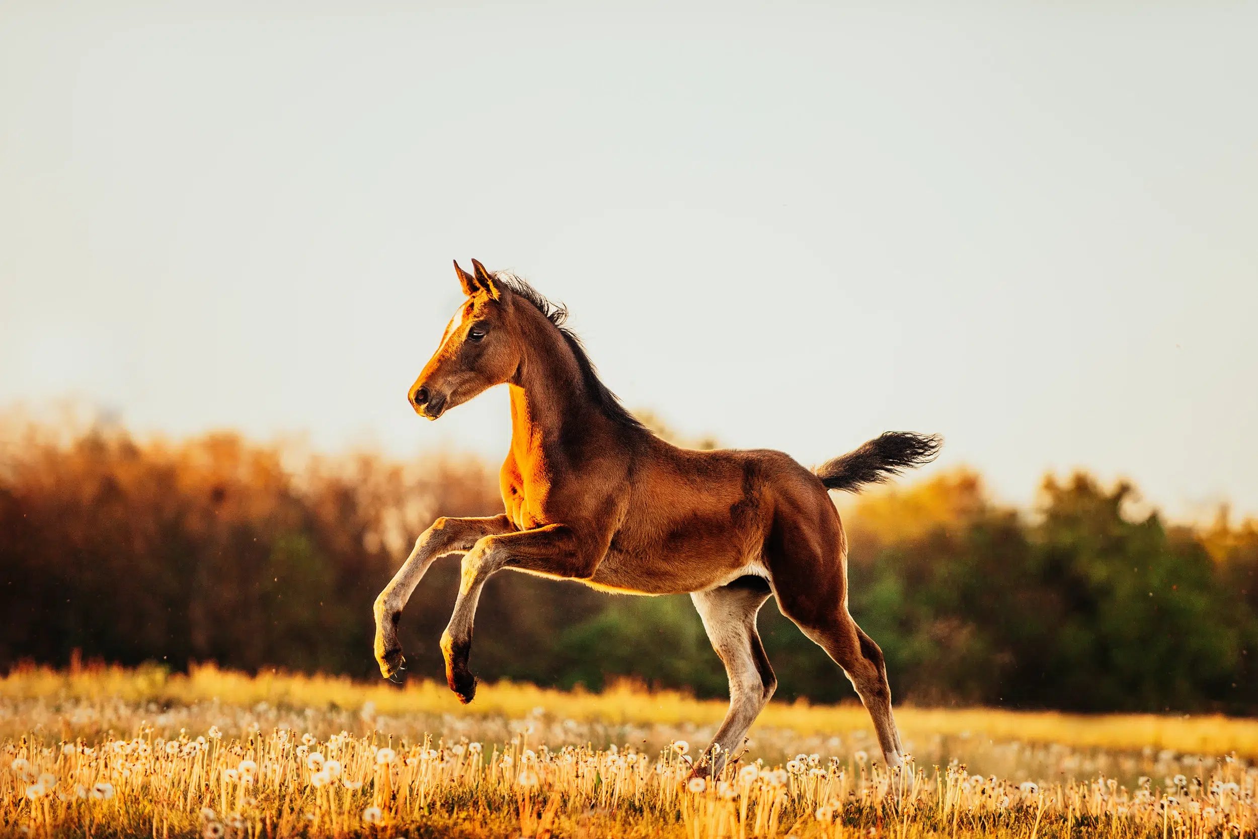 Fohlen_Galopp_Freilauf_Koppel_professionelle_Pferdefotos_Pferdefotografie