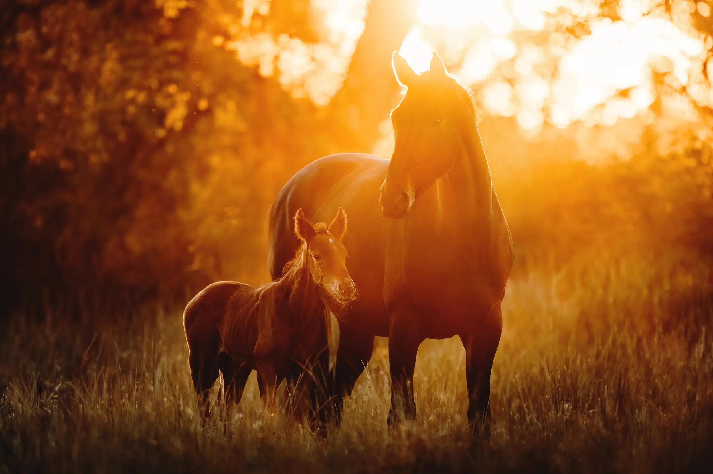 Fohlen_Warmblut_Stute_Pferdefotografie_Pferdefamilie_Brauner_Pferdefotos_Oesterreich_Wien_Sonnenuntergang