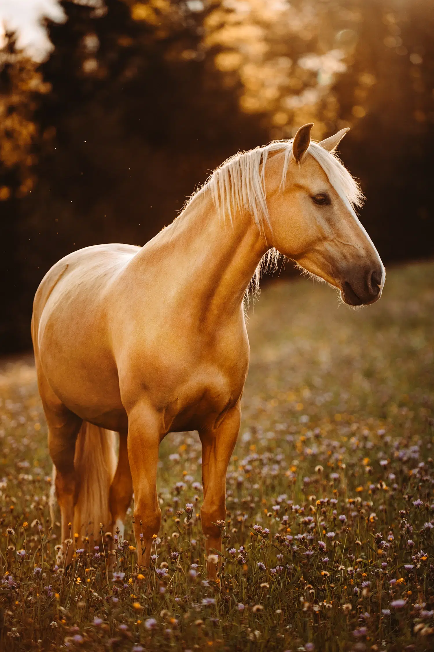 Leonharder_Stute_Palomino_Falbe_Pferdeportrait_Pferdefoto_Oesterreich