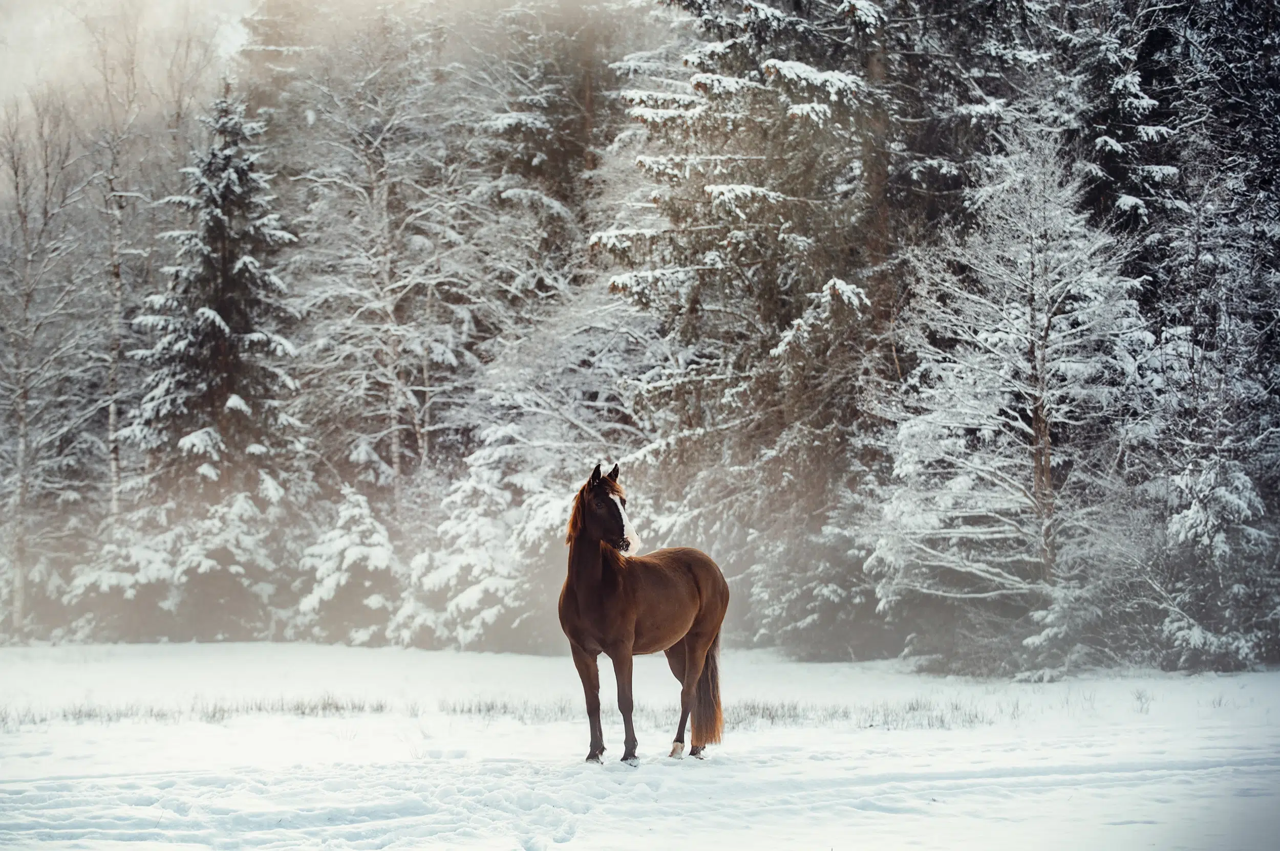 Pferdefotografie_Schnee_Schwarzes_Pferd_Haflinger_Araber_Schneelandschaft