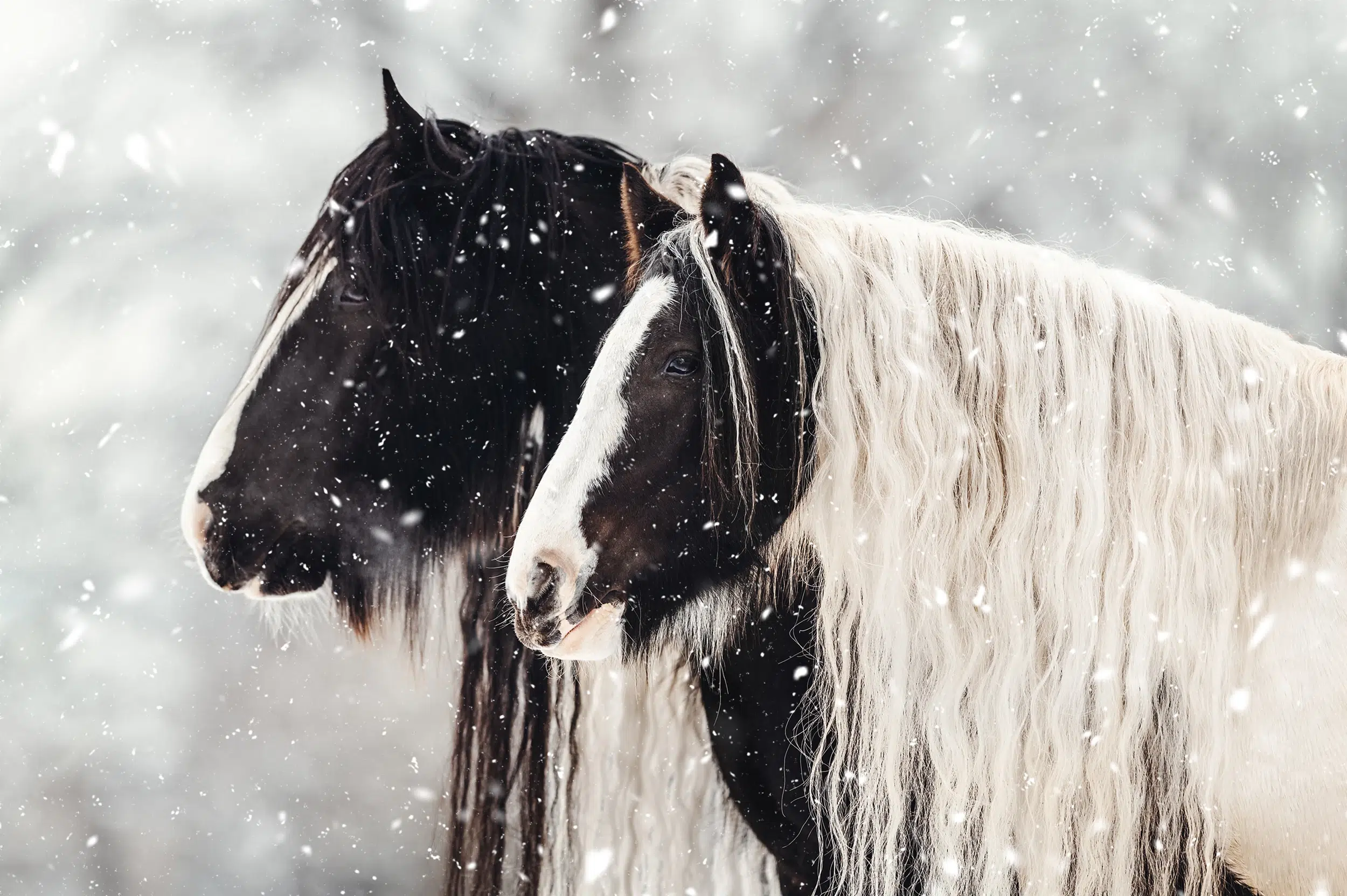 Tinker_Schnee_Schecken_Gescheckt_Gefleckt_Pferd_Pferdefoto